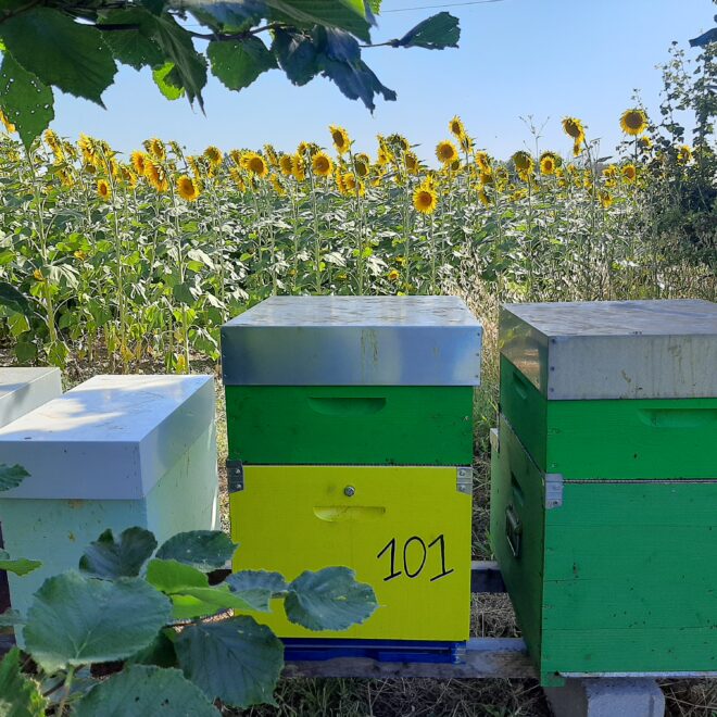 Miele-di-Girasole-api